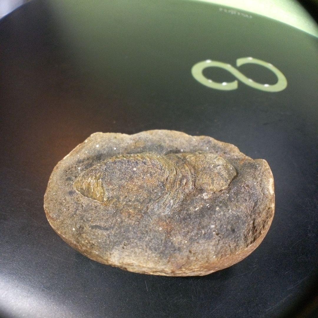 三葉虫　化石　fossil　ボリビア産　trilobite　三葉虫判別③