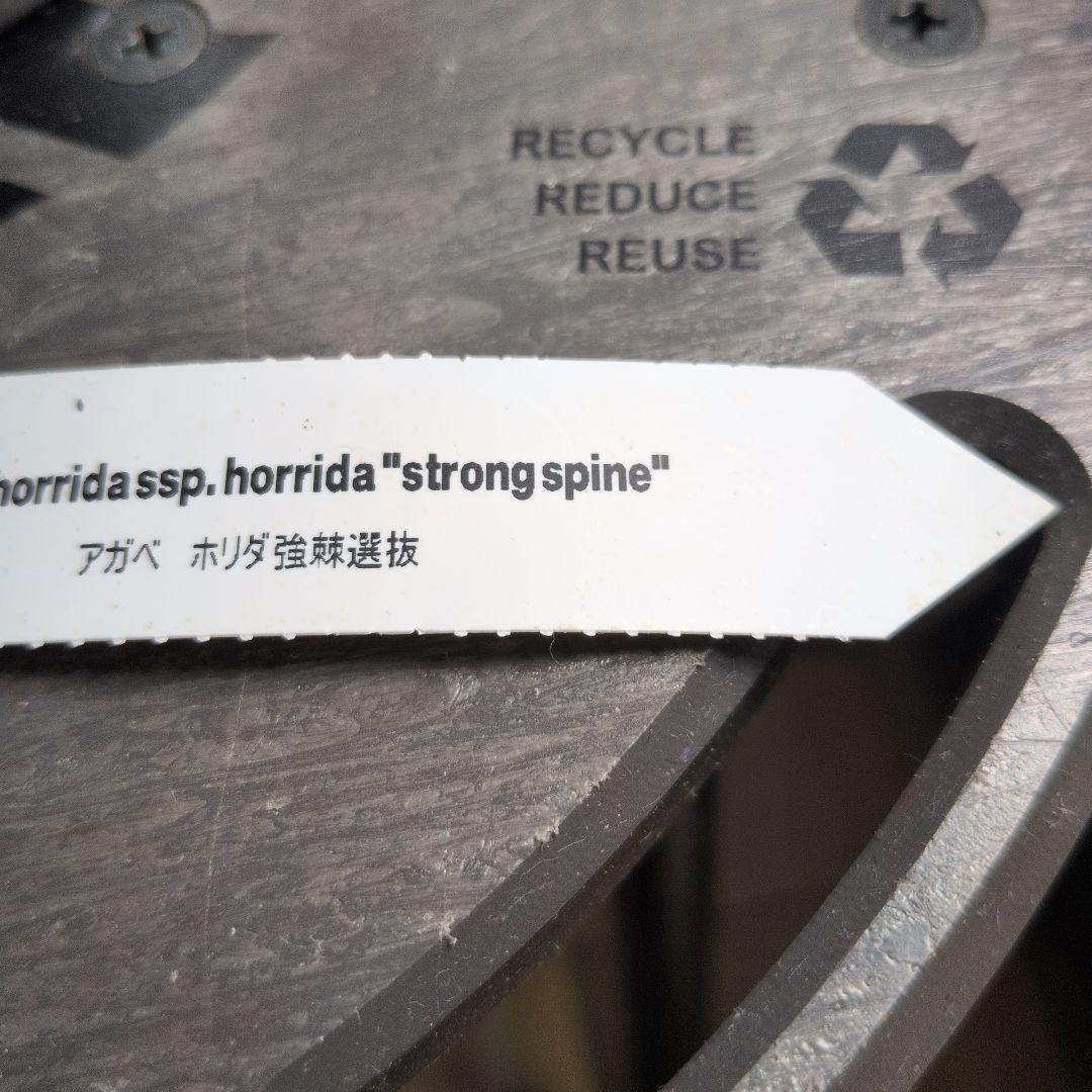 CACTUS GREEN strong spine ホリダ