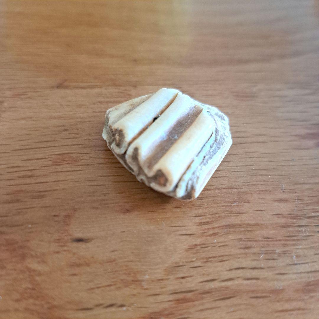 馬の歯　化石？　天然石 波状模様のクリーム色