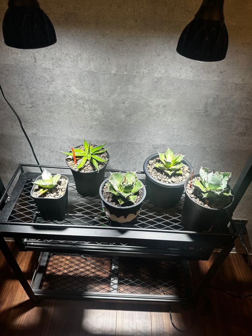 植物棚　補助棚　アイアン棚　エキスパンドメタル　アイアンシェルフ　アガベ