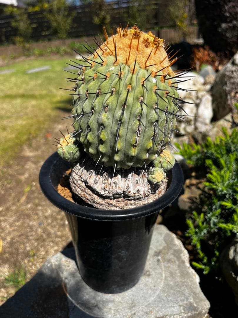 コピアポア【孤竜丸】サボテン