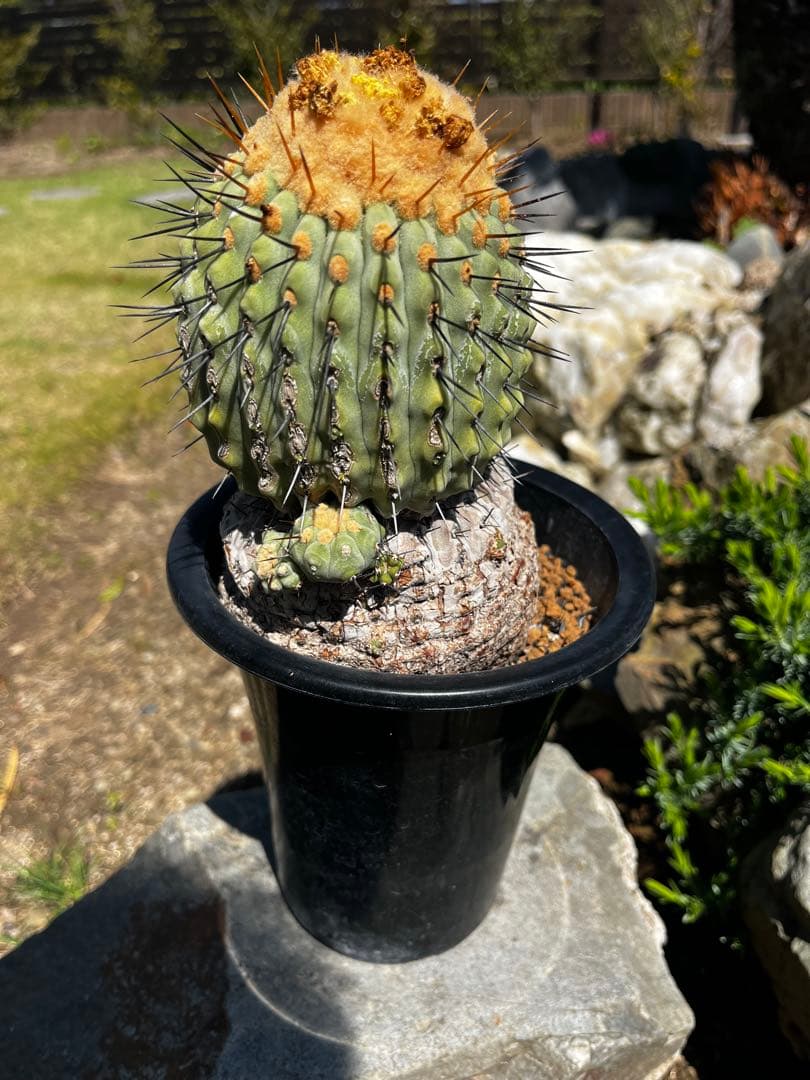 コピアポア【孤竜丸】サボテン