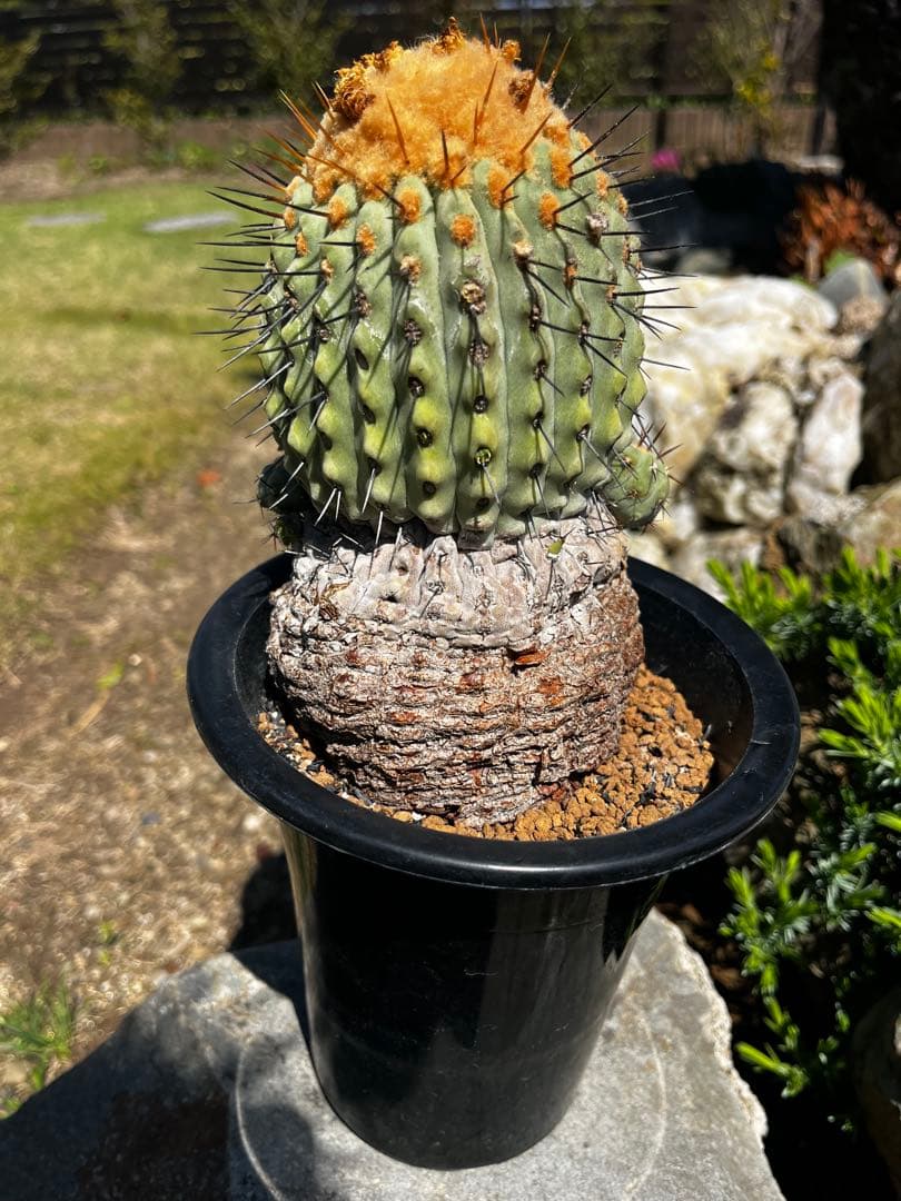 コピアポア【孤竜丸】サボテン