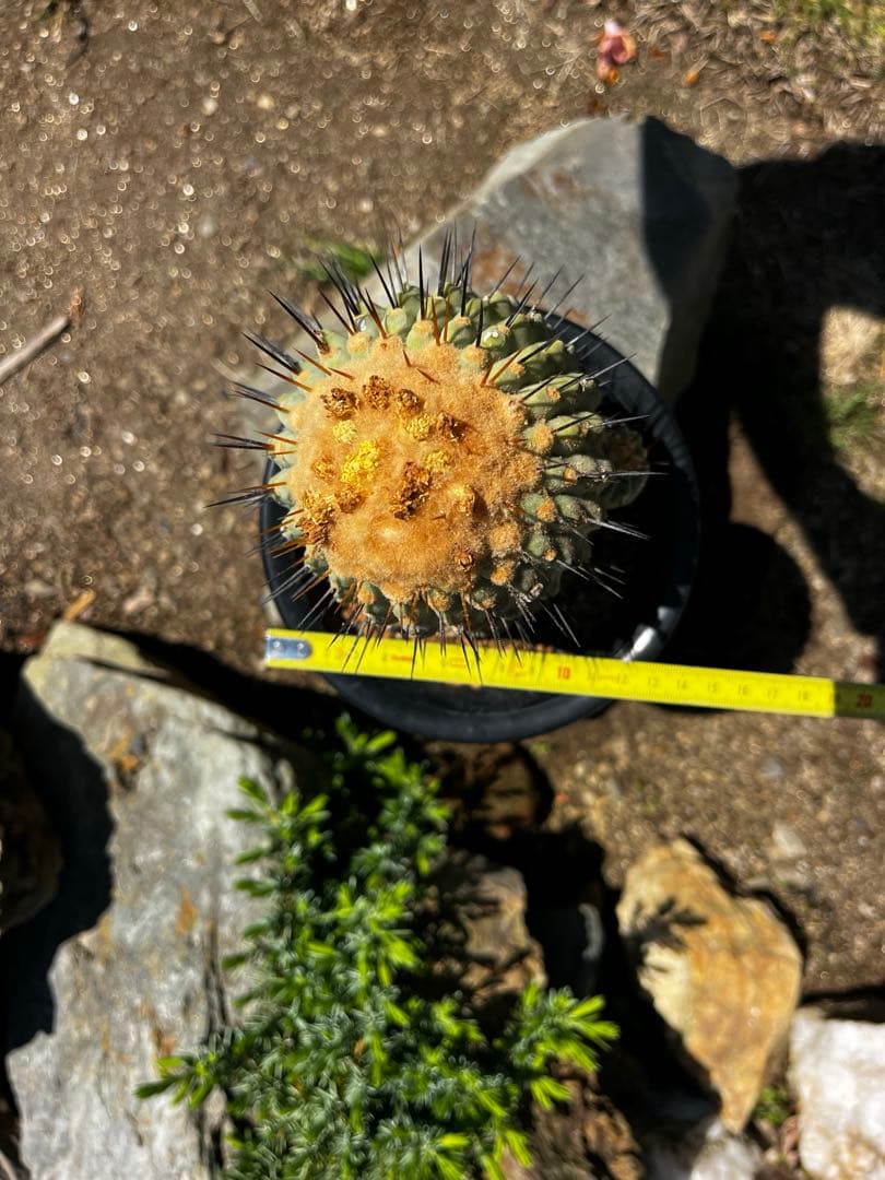 コピアポア【孤竜丸】サボテン