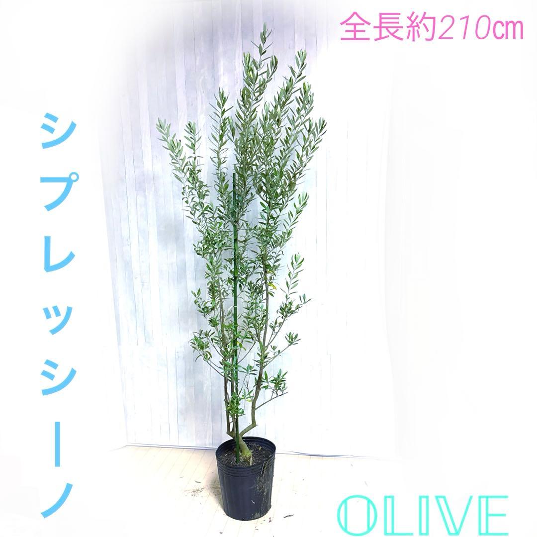 オリーブの木,た植物/観葉植物 シプレッシーノ『特大、綺麗な樹形。全長約210㌢