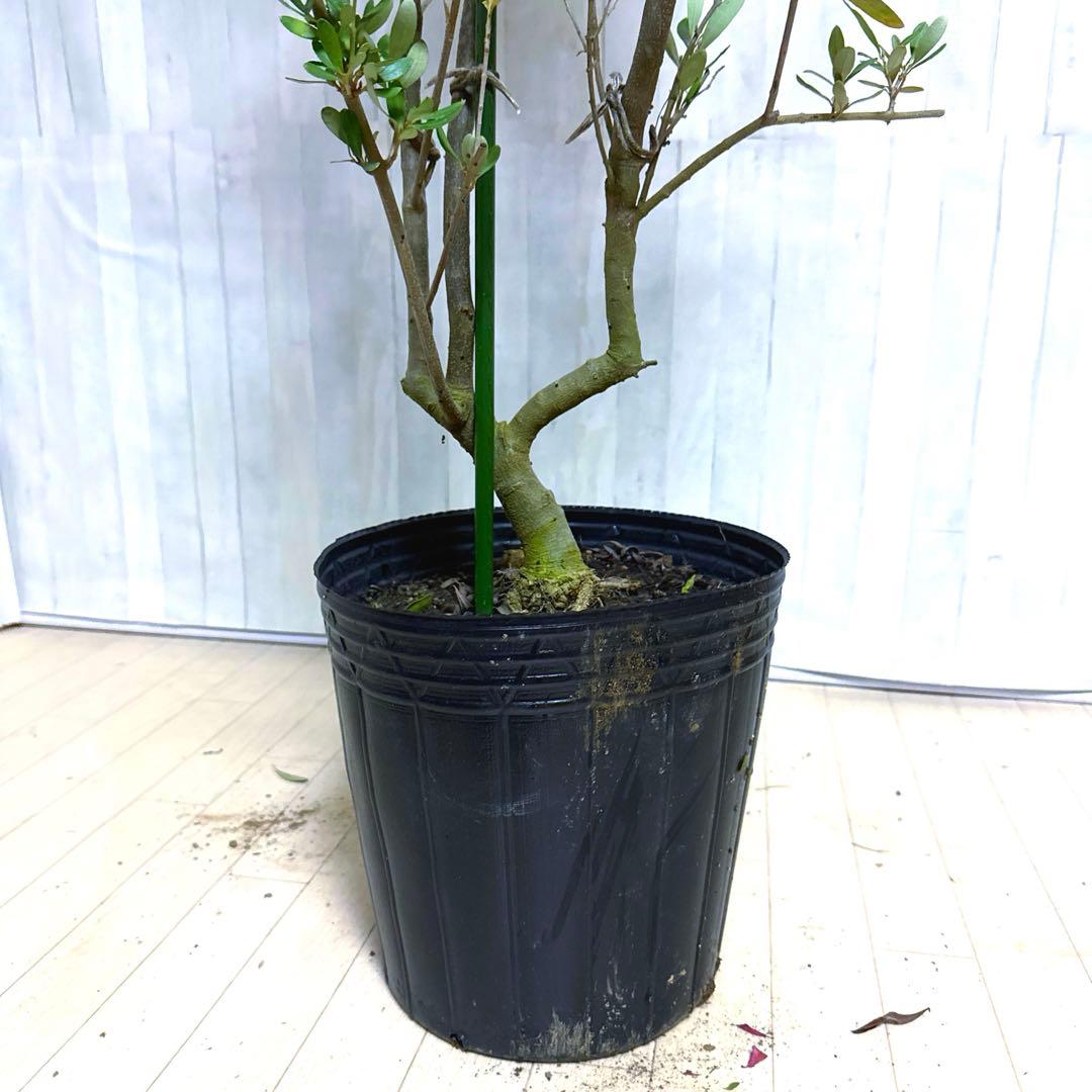 オリーブの木,た植物/観葉植物 シプレッシーノ『特大、綺麗な樹形。全長約210㌢