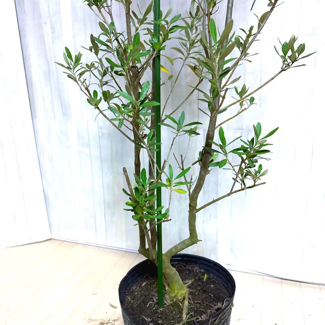 オリーブの木,た植物/観葉植物 シプレッシーノ『特大、綺麗な樹形。全長約210㌢