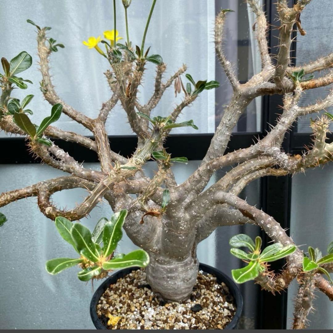 パキポディウム　グラキリス　特大実生株　接木　鬼デカ