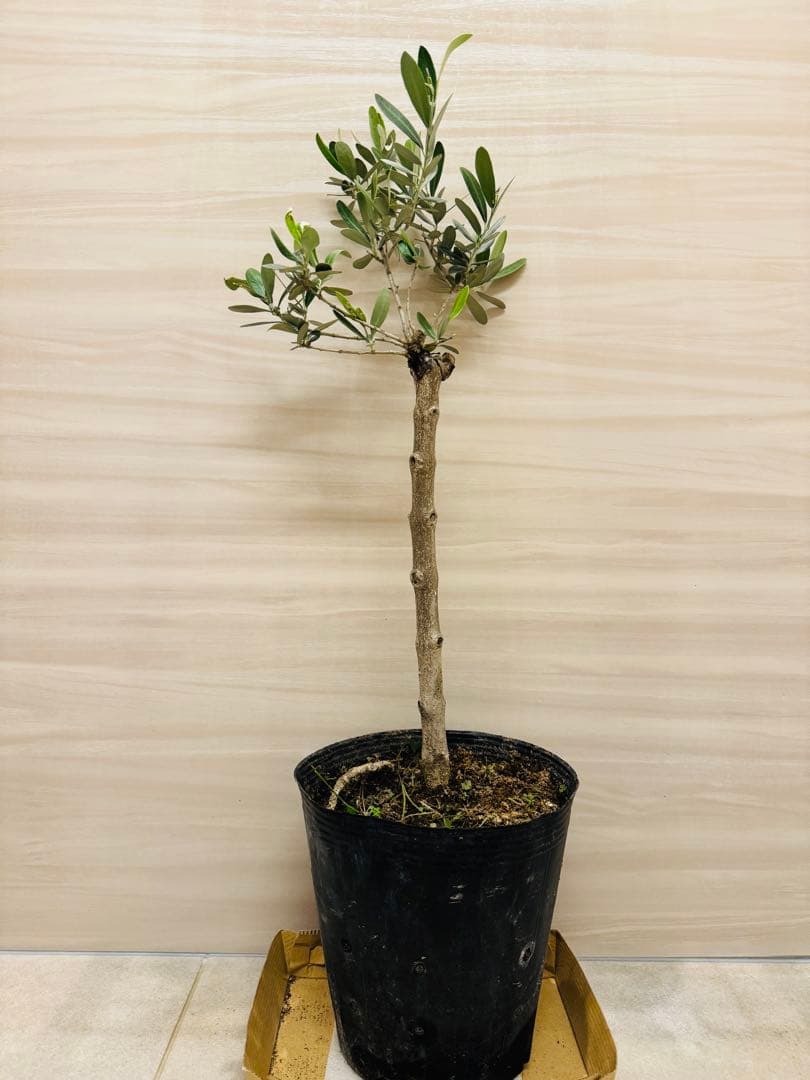 オリーブの木 トルコ産オリーブ苗木【ゲムリック種】