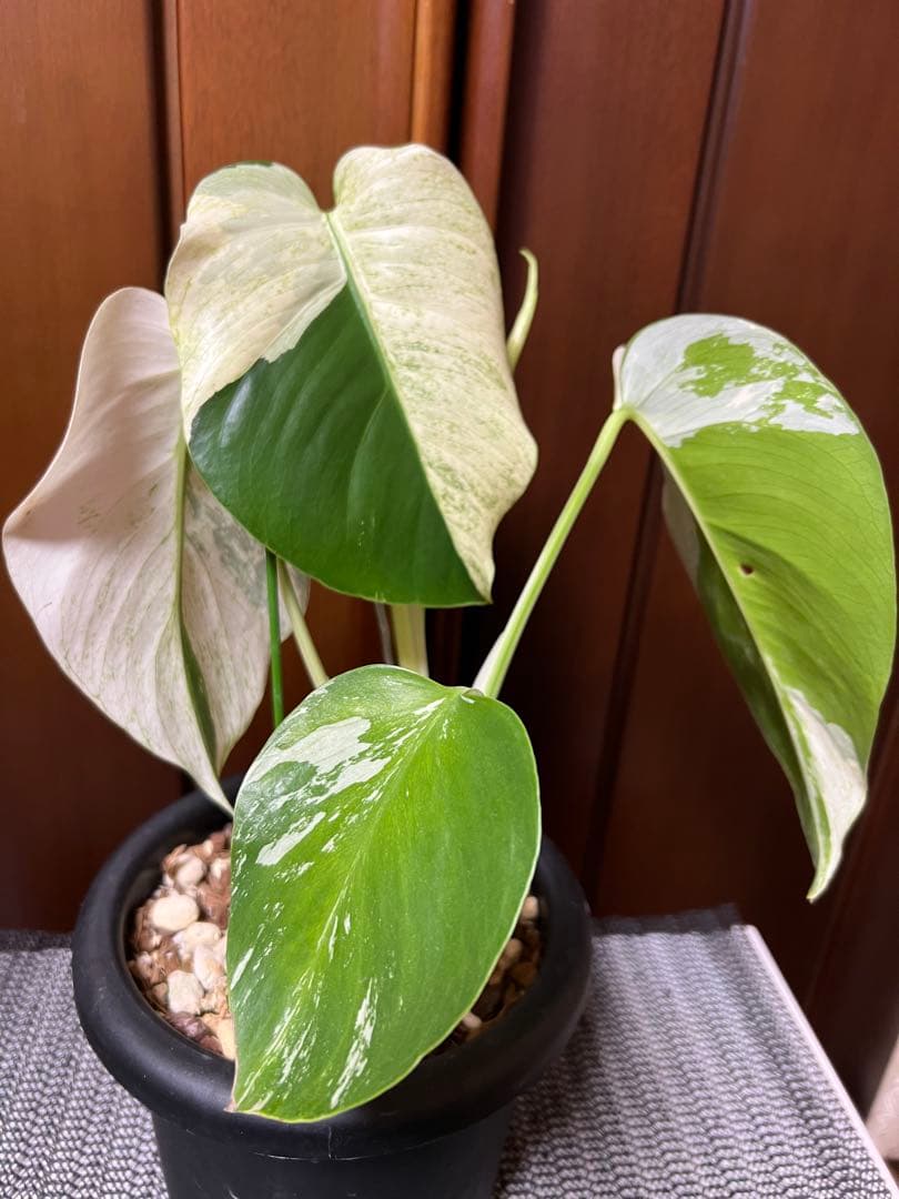 斑入りモンステラデリショーサミント