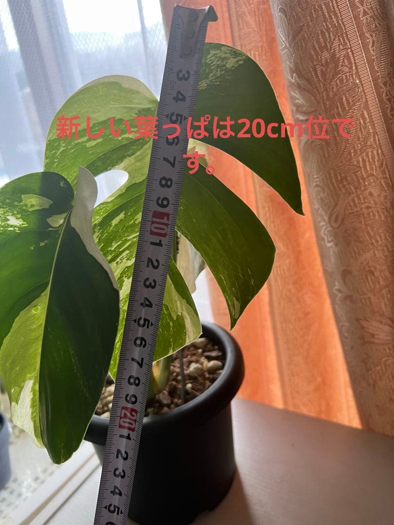 斑入りモンステラデリショーサミント