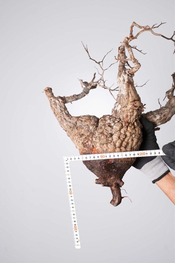 KP120 オペルクリカリア パキプス コーデックス ベアルート株　枝カット済み