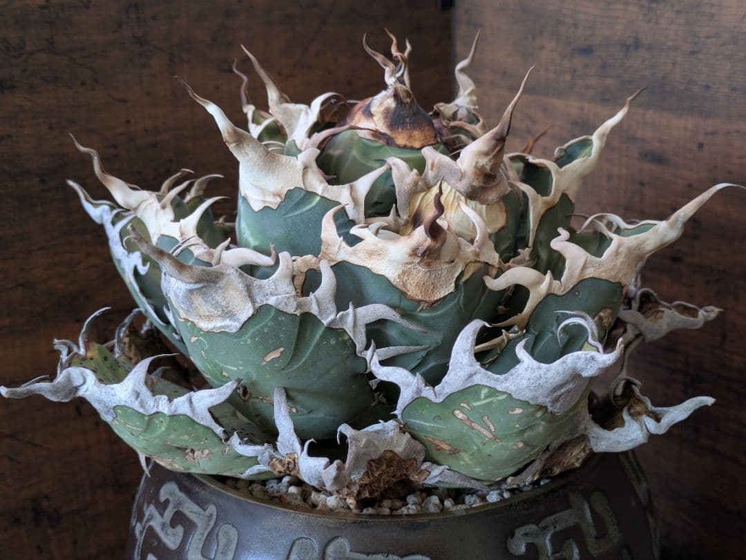 【ワイルド】オアハカ オテロイ 大株