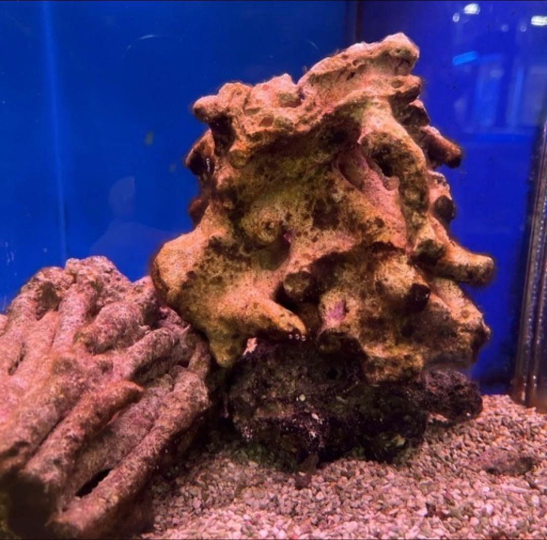 天然ライブロック 10キロ　引き取りに限定