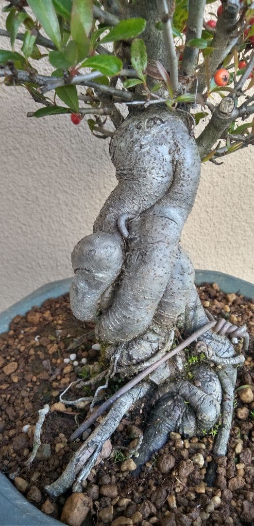 貴風盆栽ピラカンサ