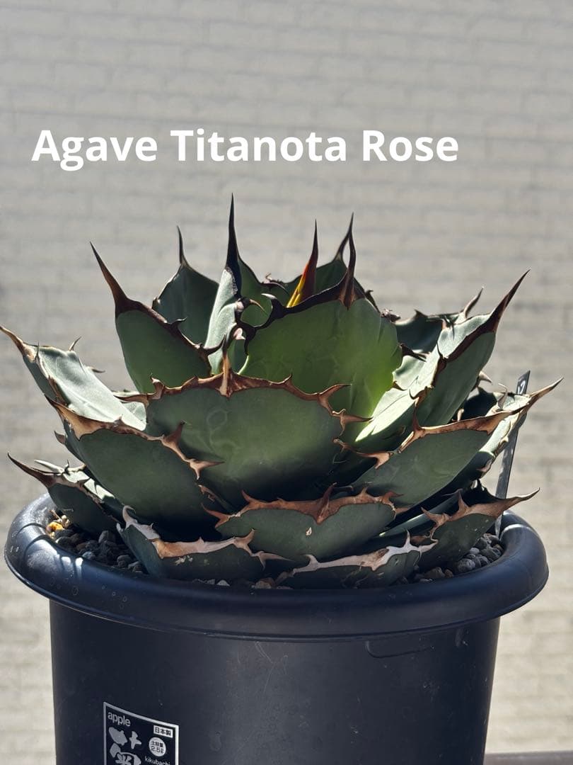 アガベ チタノタ ローズ（大株）※希少