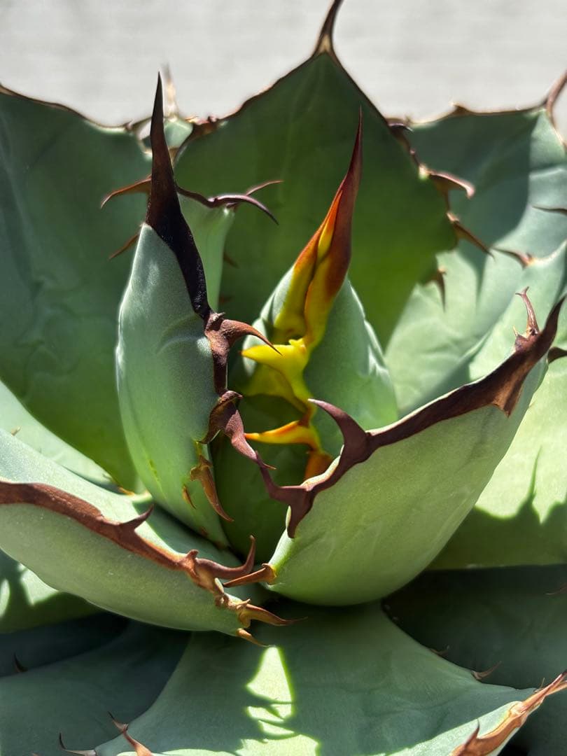 アガベ チタノタ ローズ（大株）※希少