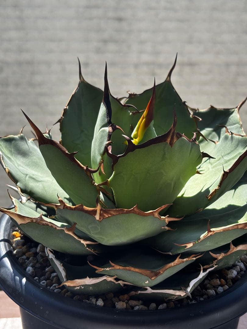 アガベ チタノタ ローズ（大株）※希少