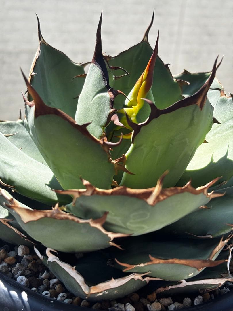 アガベ チタノタ ローズ（大株）※希少