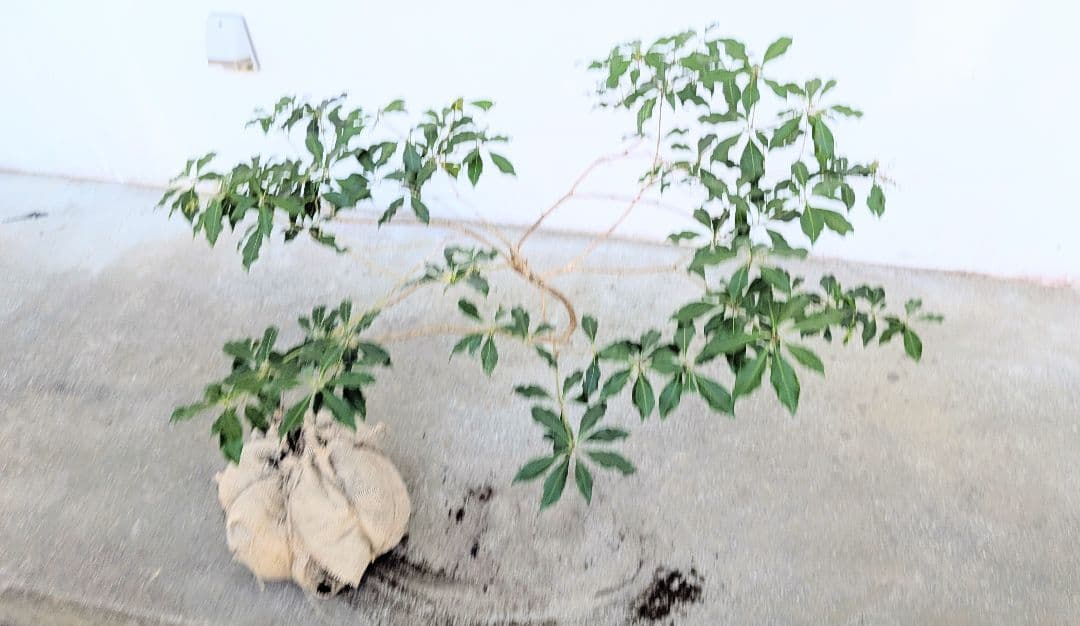 雲海。。山採りアセビ。