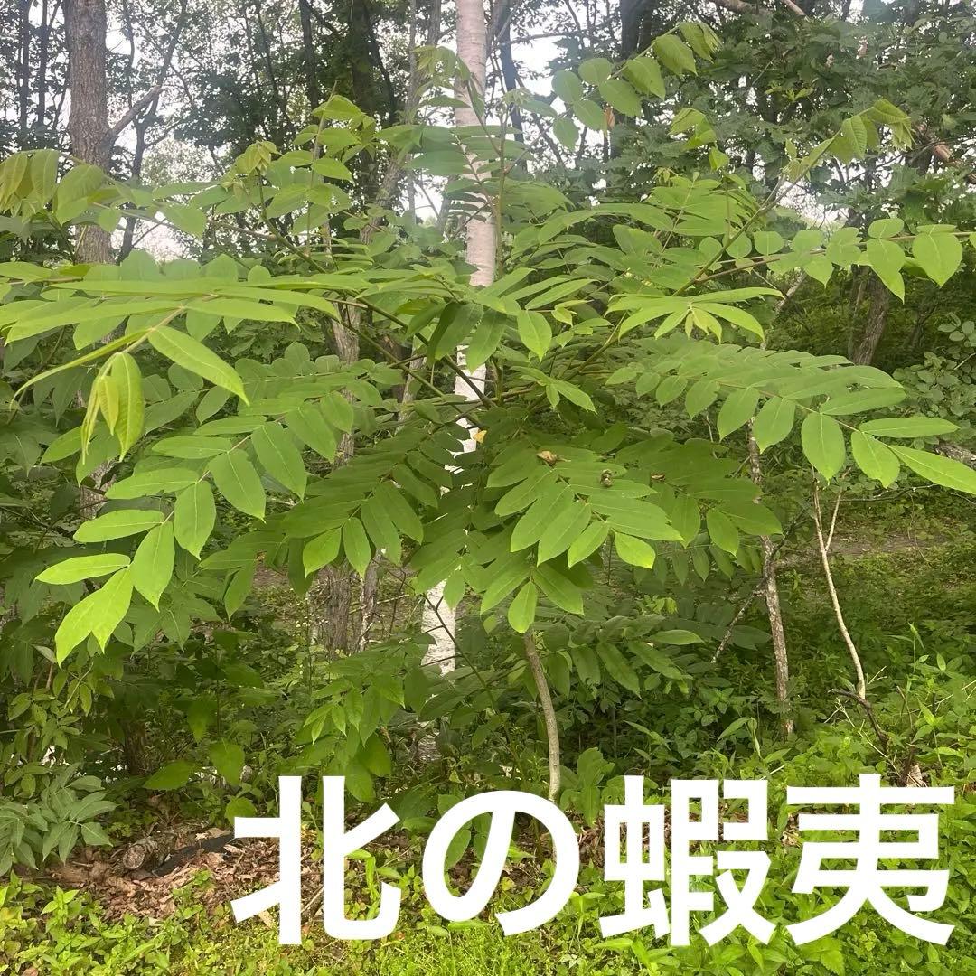 鬼クルミ　苗木　1.7メートル1本　小3セット