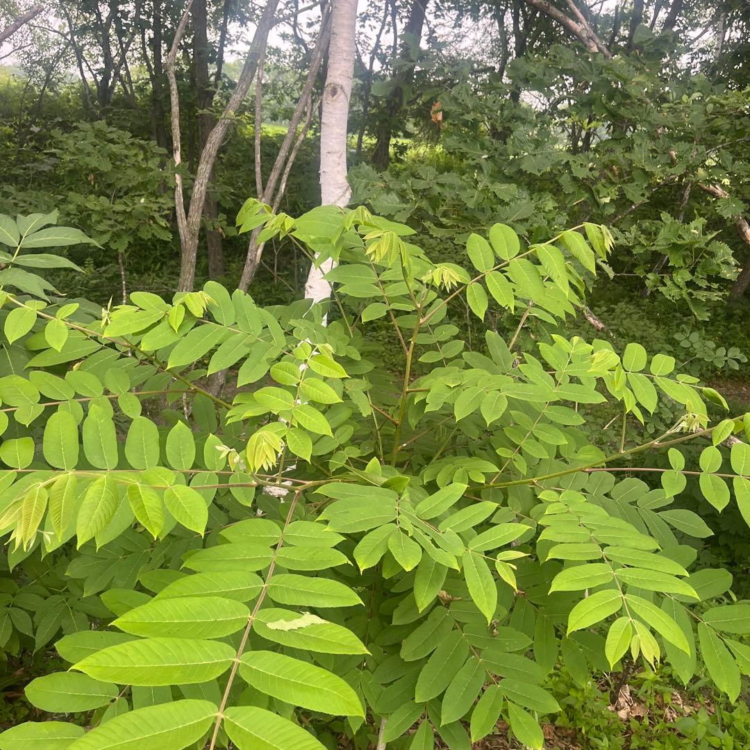 鬼クルミ　苗木　1.7メートル1本　小3セット