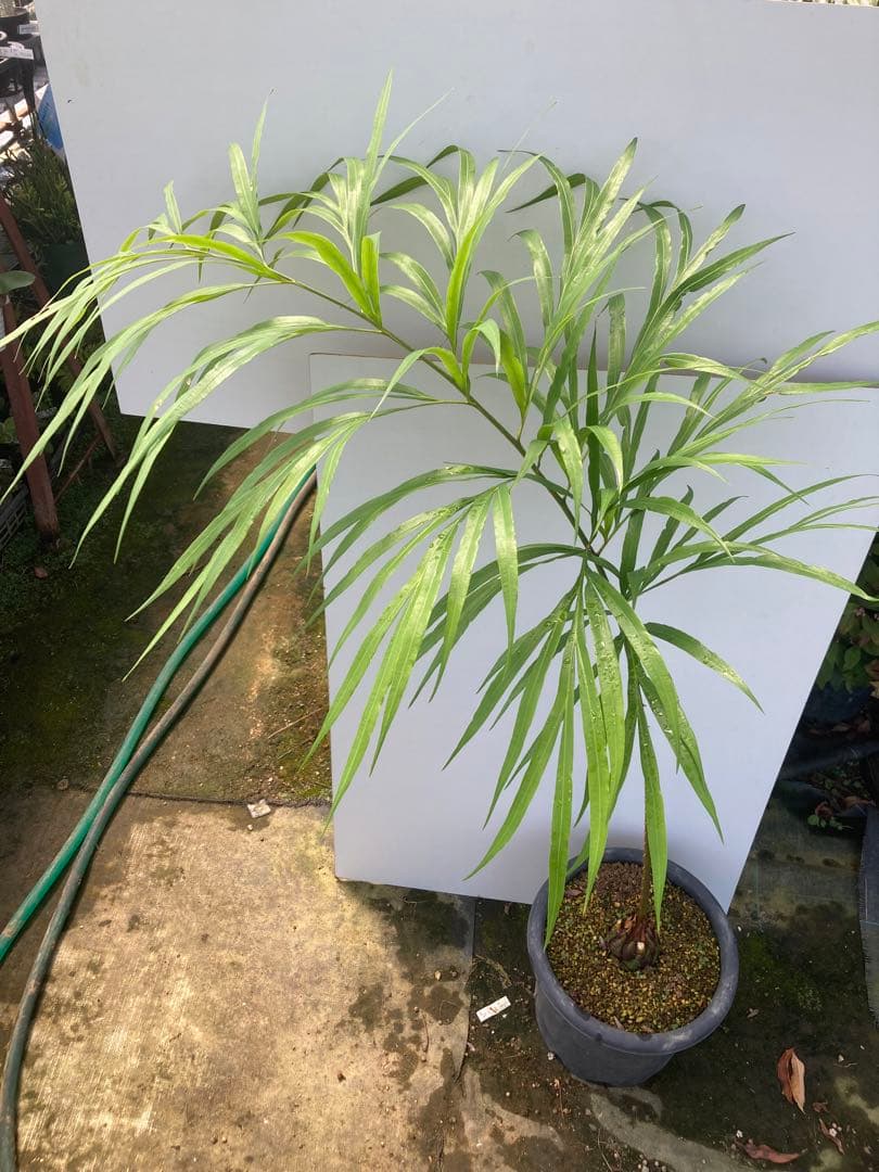 デバオェンシス