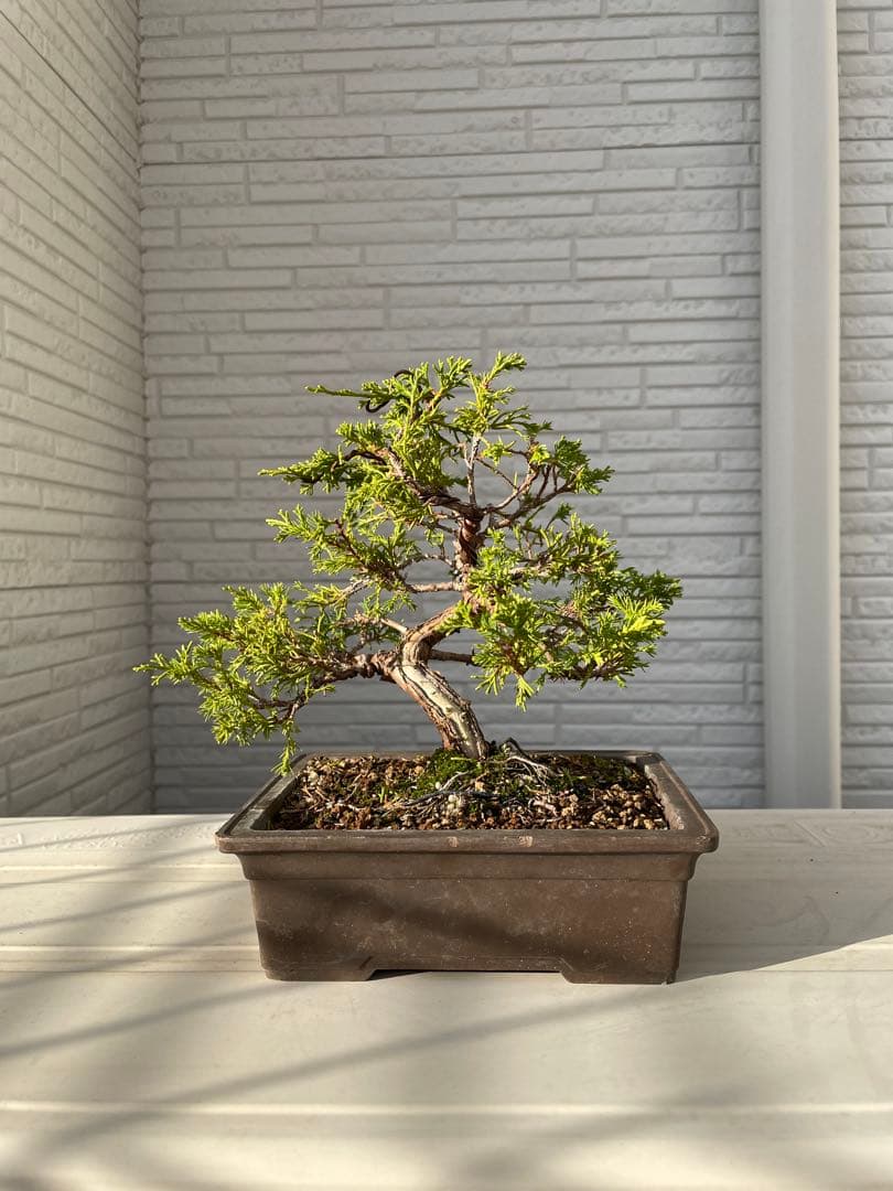 糸魚川真柏　盆栽