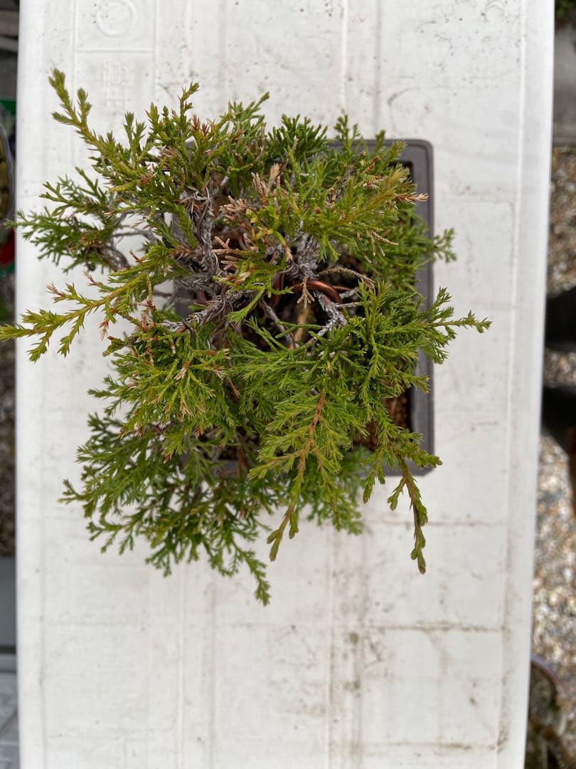 糸魚川真柏　盆栽