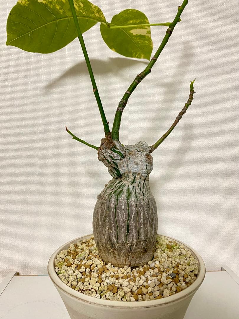 ボンバックス　斑入り