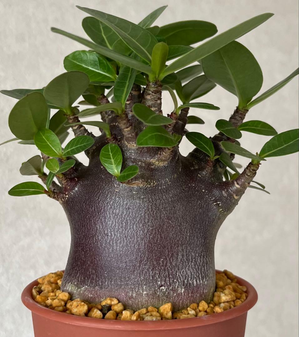 【激レア/ブラックスキン/ドワーフ 】アデニウム アラビカム ガラメーA12鉢植