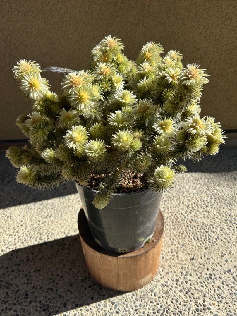 フィリカプベッセンスワフトフェザー7号特A②