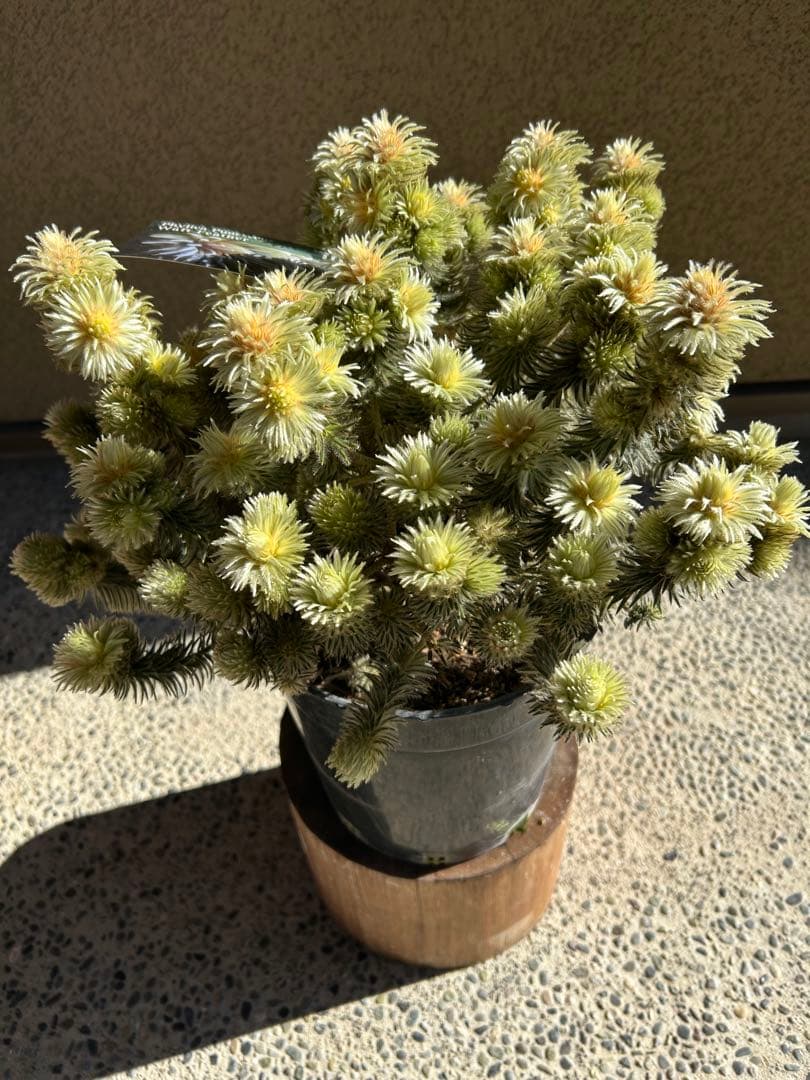 フィリカプベッセンスワフトフェザー7号特A②