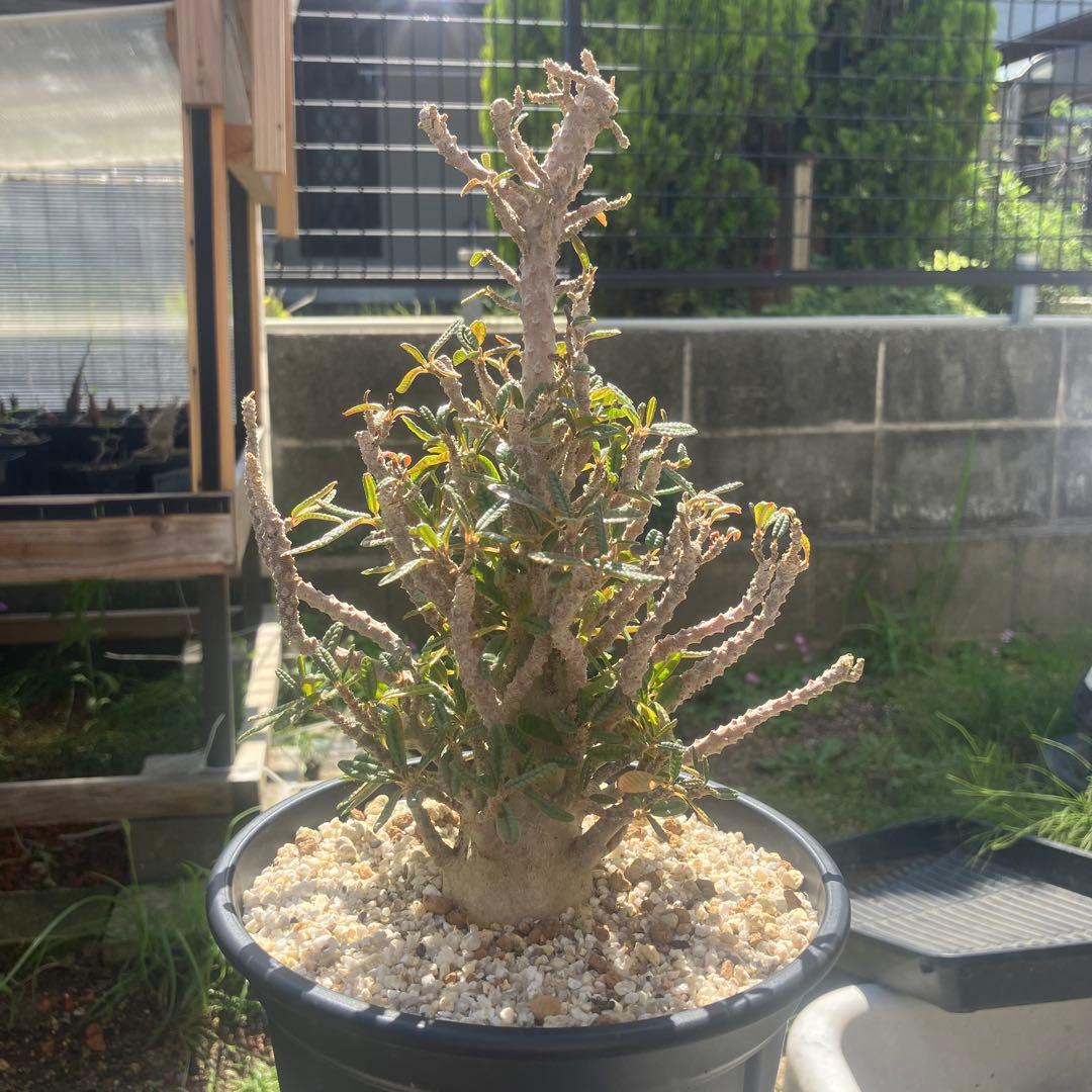 ドルステニア ギガス　ブラータ　挿木　大株　アガベ　パキポディウム　サボテン