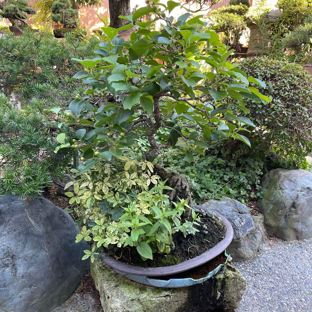 イシヅキウメモドキ