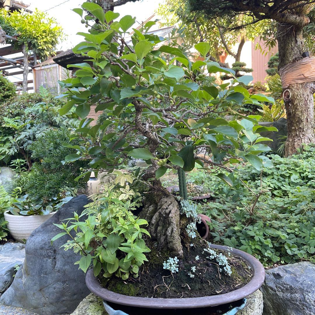 イシヅキウメモドキ