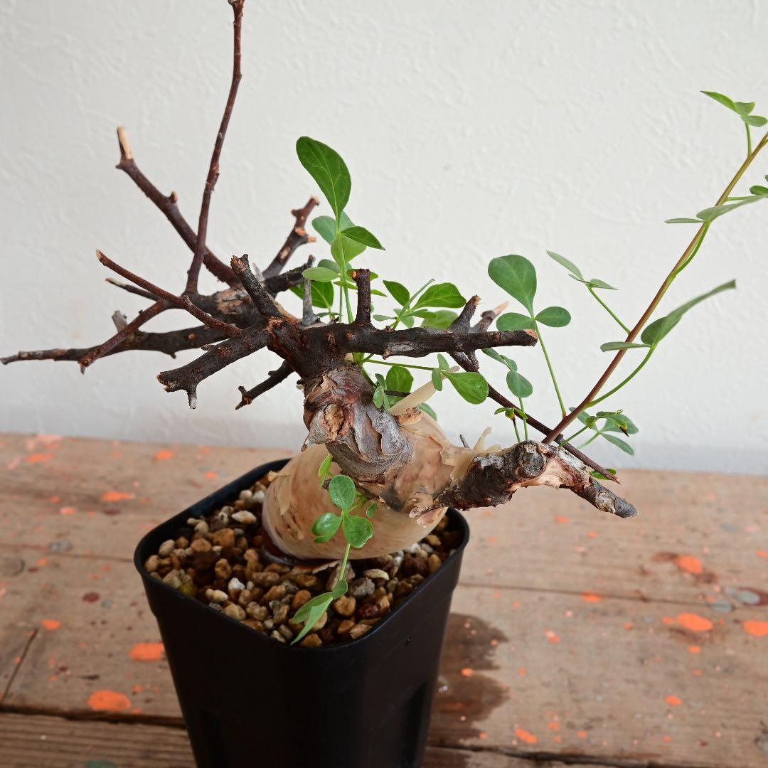 コミフォラ 極小ピュアカタフ ソマリア産