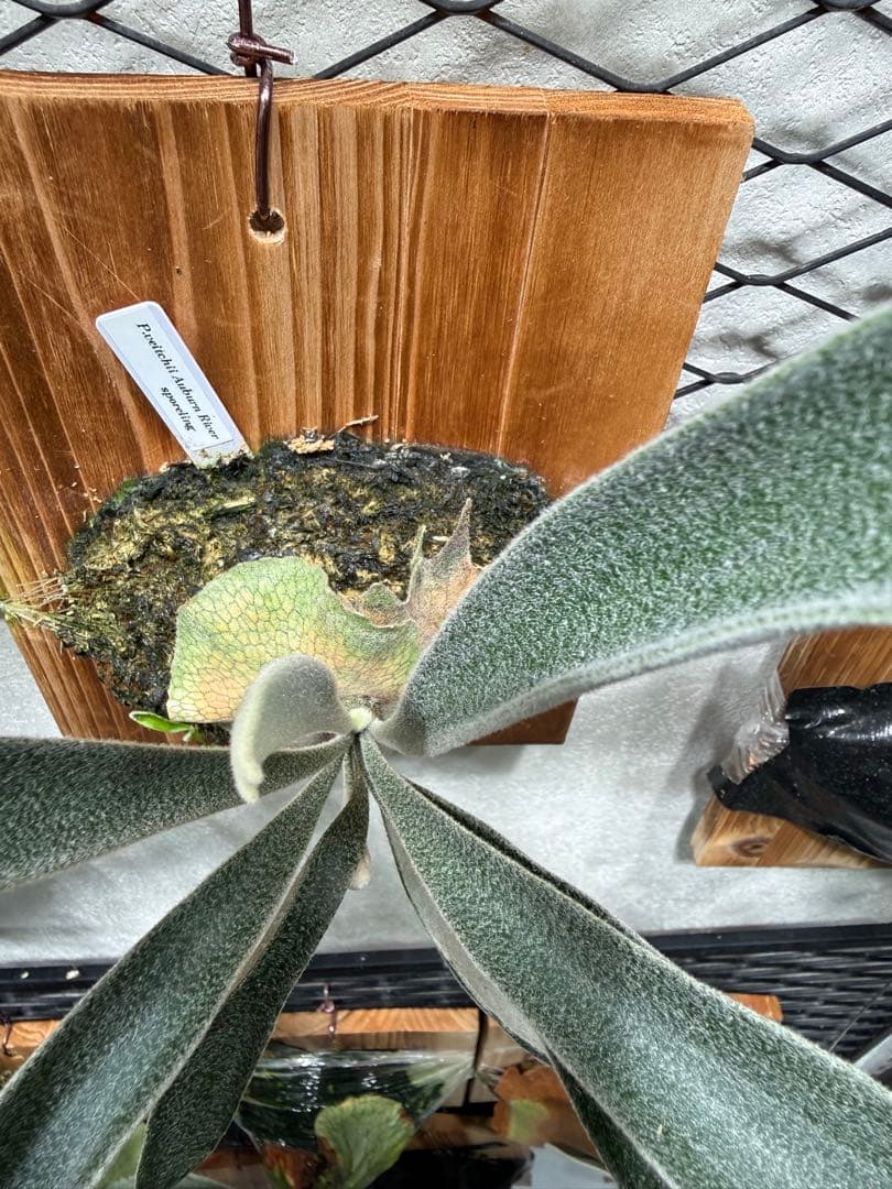 ビカクシダ P.veitchii cv Auburn  spor