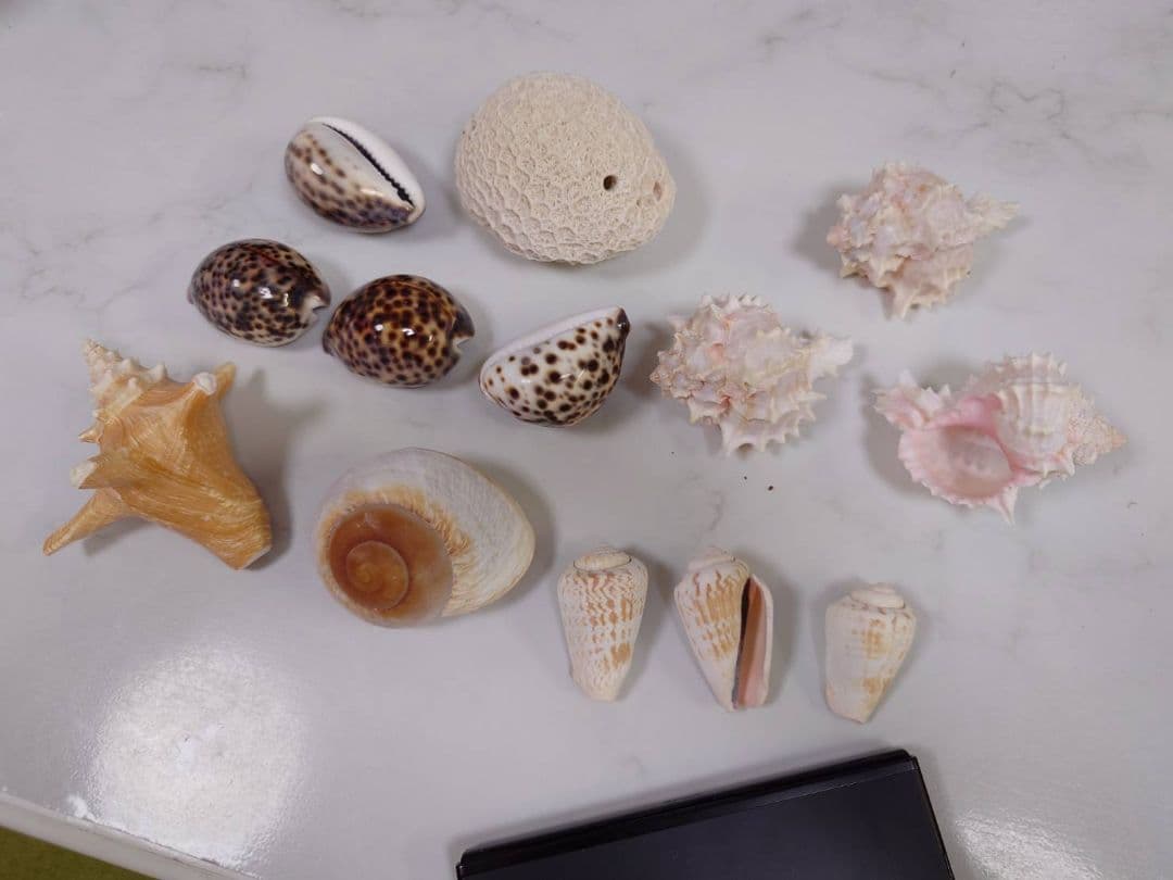 かいがら13セット