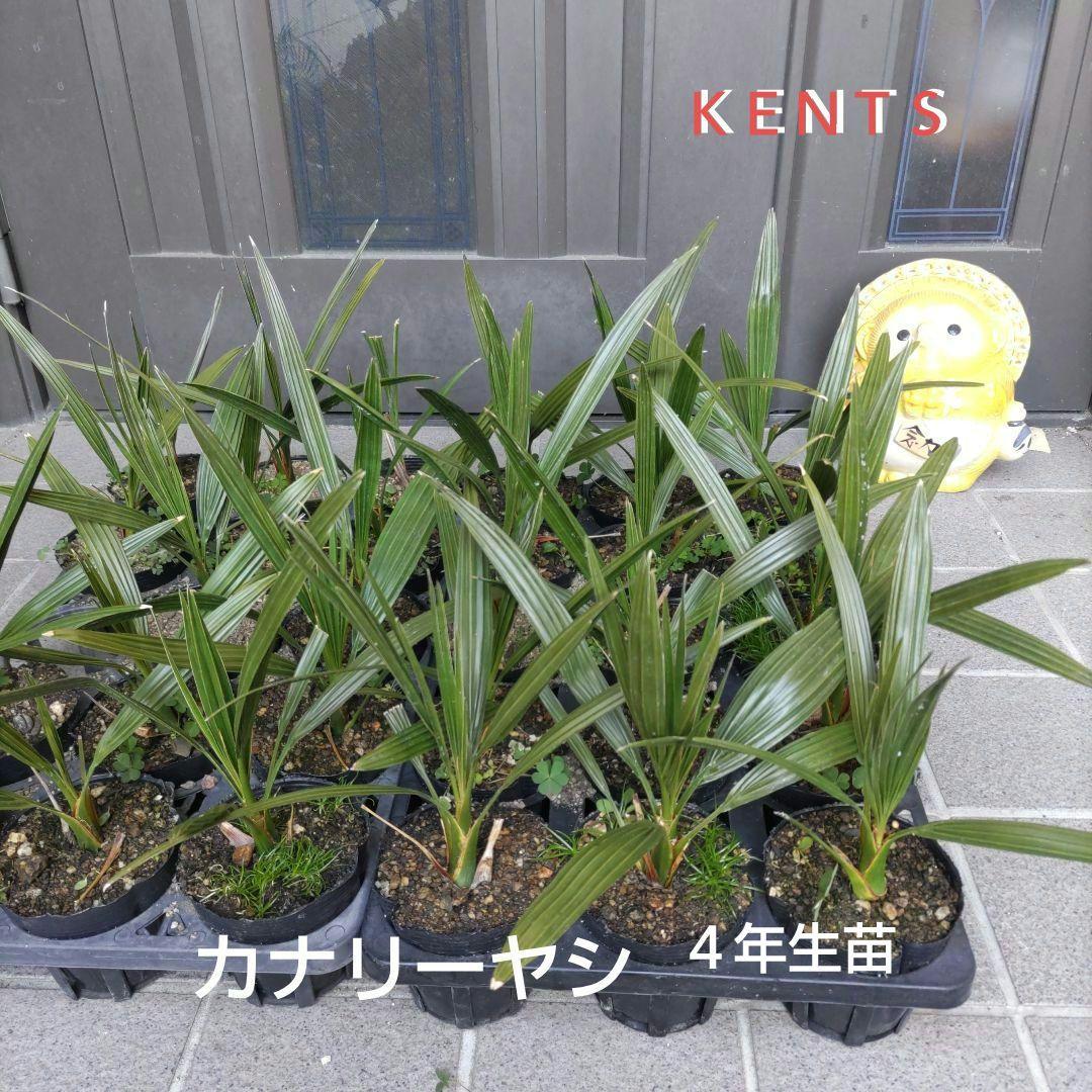 イエローグリーン　カナリーヤシの苗