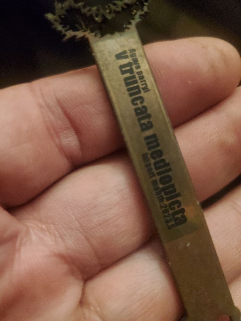 negi-mu　アガベ　パリー　トランカータ　中斑　子株