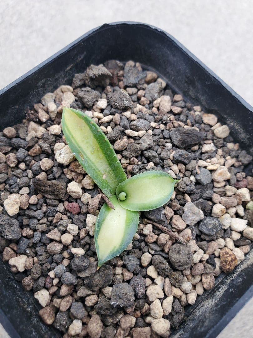 negi-mu　アガベ　パリー　トランカータ　中斑　子株