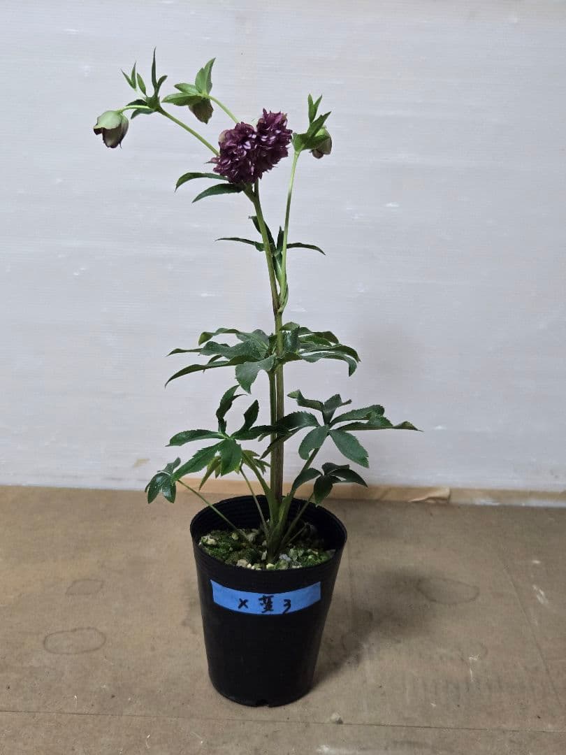 ☆クリスマスローズ☆多弁　変わり咲き☆5号ポット☆