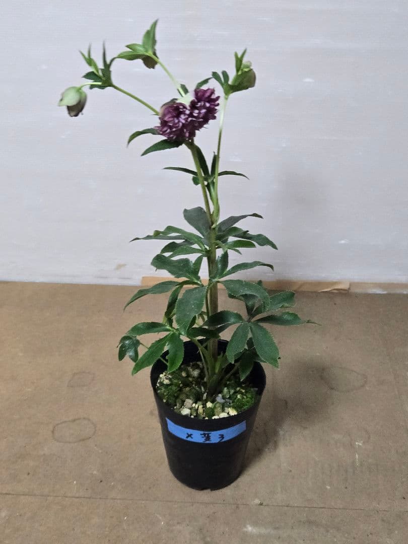 ☆クリスマスローズ☆多弁　変わり咲き☆5号ポット☆