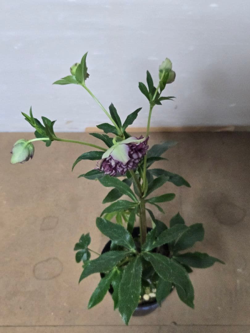 ☆クリスマスローズ☆多弁　変わり咲き☆5号ポット☆