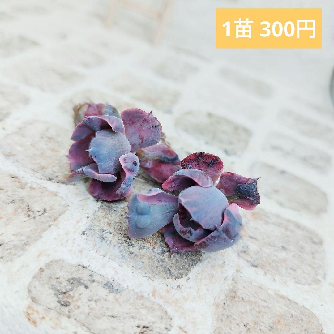ビヨンセ錦◎多肉植物 カット苗 韓国苗 エケベリア等