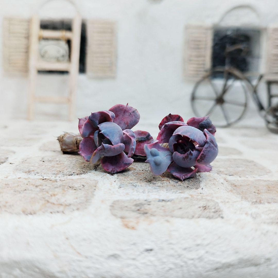 ビヨンセ錦◎多肉植物 カット苗 韓国苗 エケベリア等