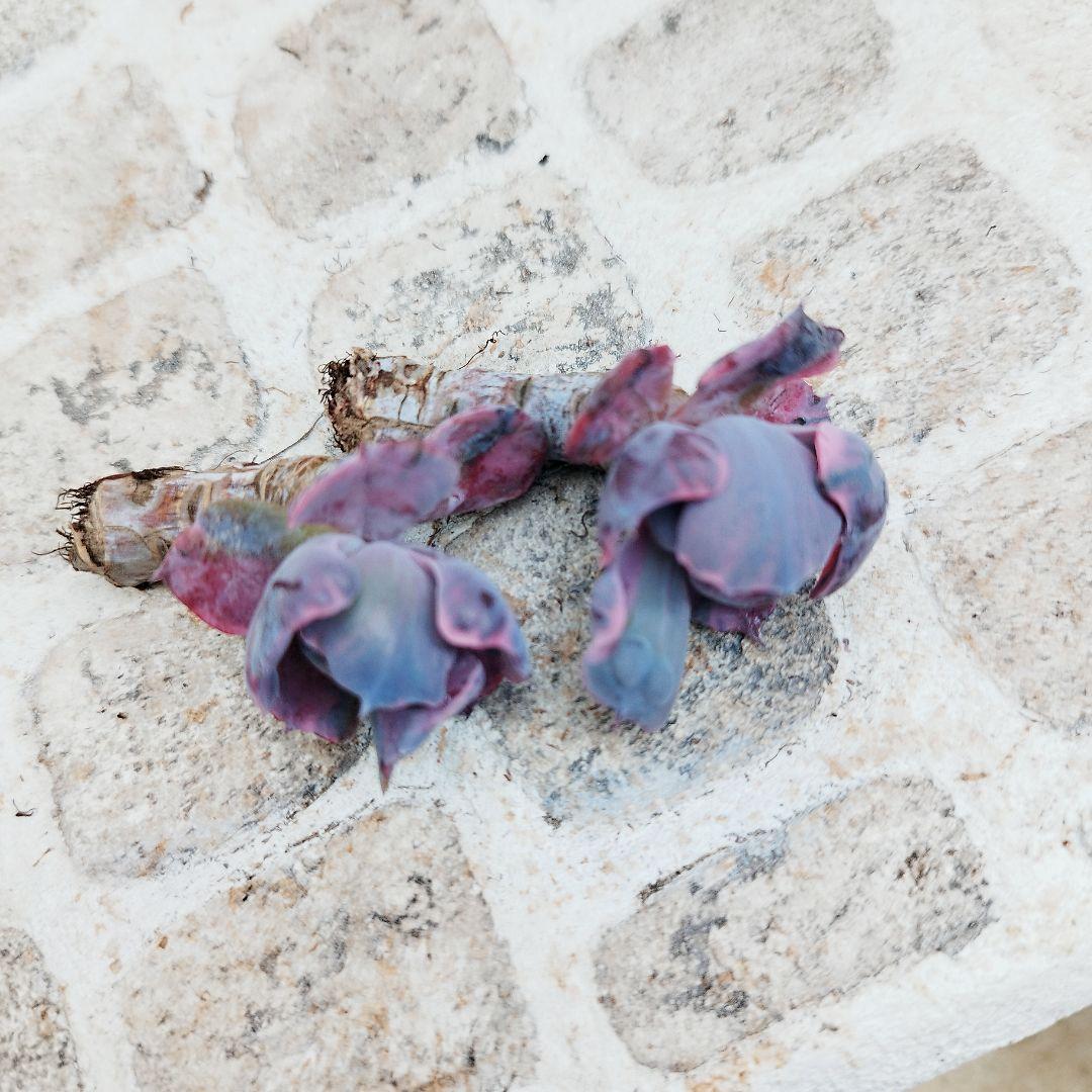 ビヨンセ錦◎多肉植物 カット苗 韓国苗 エケベリア等