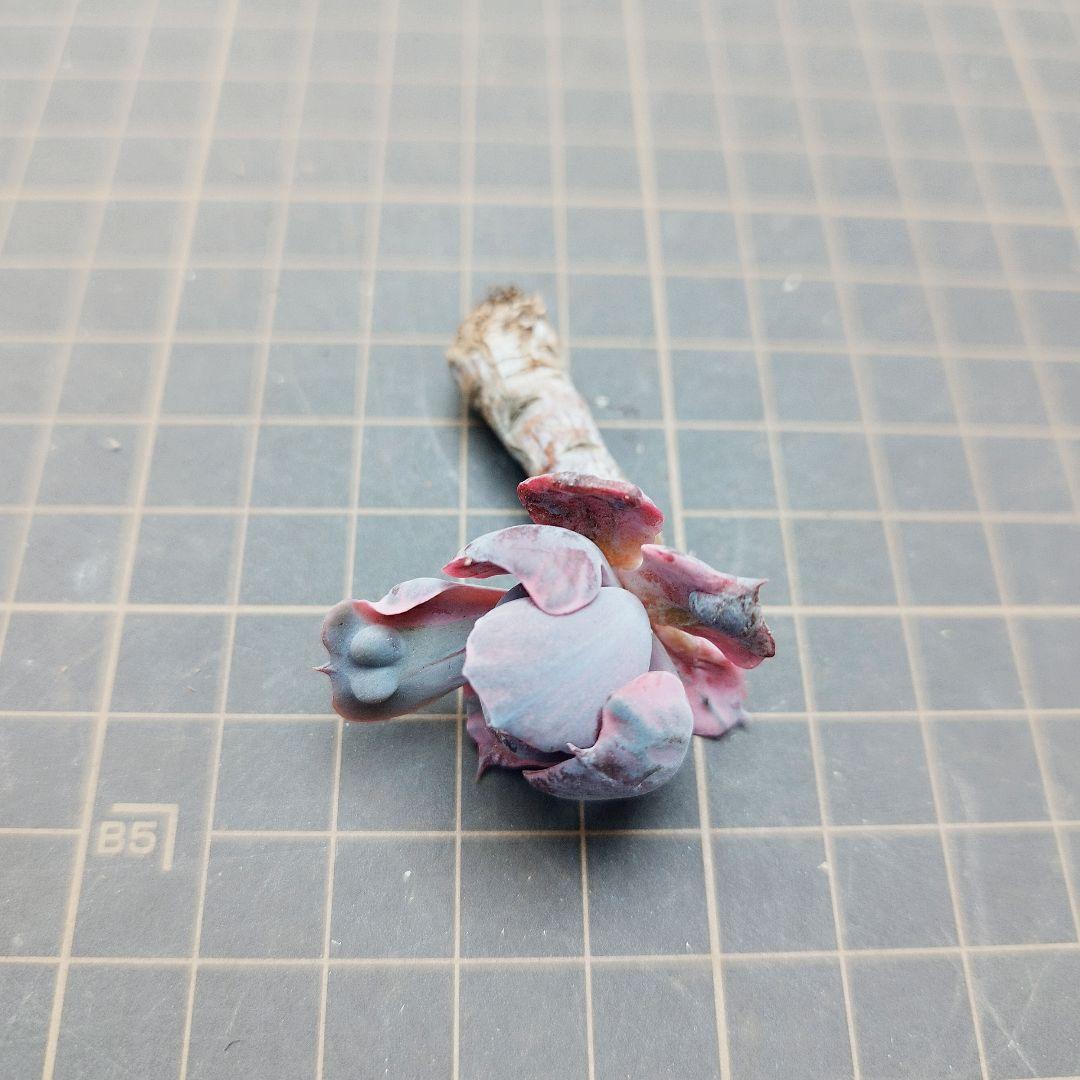 ビヨンセ錦◎多肉植物 カット苗 韓国苗 エケベリア等