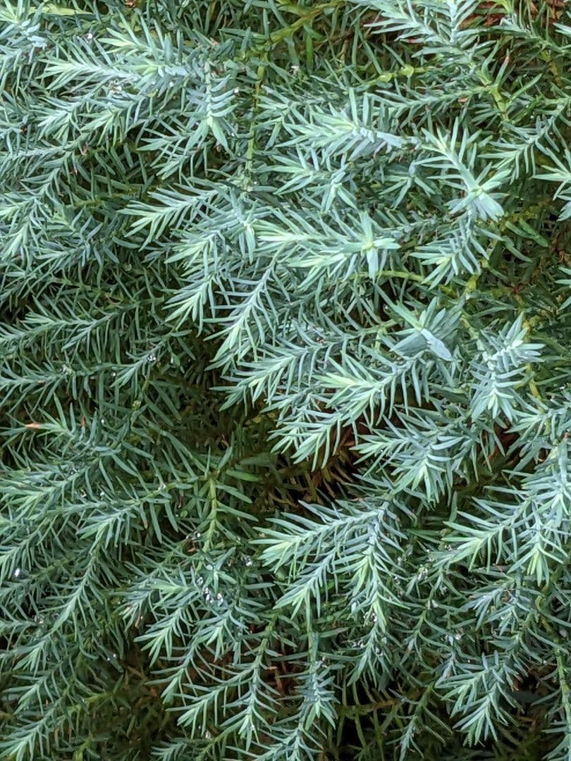 ✳* エリコイデス ✳* 挿し穂